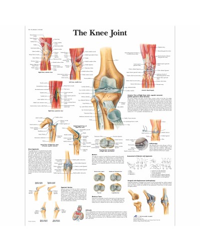 Knee Joint Chart